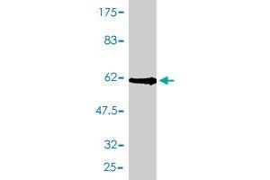 Western Blot detection against Immunogen (62.