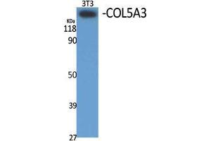 Western Blot (WB) analysis of specific cells using COL5A3 Polyclonal Antibody. (COL5A3 anticorps  (N-Term))