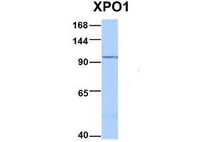 Host:  Rabbit  Target Name:  XPO1  Sample Type:  HepG2  Antibody Dilution:  1. (XPO1 anticorps  (C-Term))