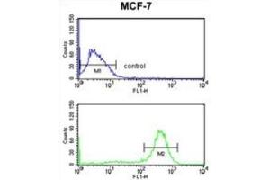 Flow Cytometry (FACS) image for anti-Chondroitin Polymerizing Factor (CHPF) antibody (ABIN3004012) (CHPF anticorps)