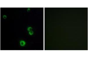 Immunofluorescence analysis of MCF7 cells, using F2RL2 Antibody. (F2RL2 anticorps  (AA 38-87))