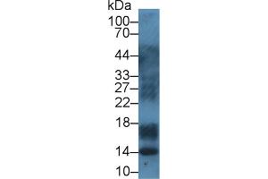Western blot analysis of Pig Lymph node lysate, using Cow S100A12 Antibody (1 µg/ml) and HRP-conjugated Goat Anti-Rabbit antibody ( (S100A12 anticorps  (AA 2-92))