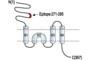 Representative domain view of the target of ABIN7043225.