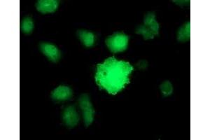 Image no. 3 for anti-Baculoviral IAP Repeat-Containing 5 (BIRC5) antibody (ABIN1501245) (Survivin anticorps)