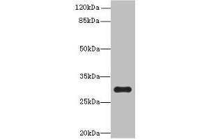 Western blot All lanes: OVOL1 antibody at 8 μg/mL + K562 whole cell lysate Secondary Goat polyclonal to rabbit IgG at 1/10000 dilution Predicted band size: 31 kDa Observed band size: 31 kDa (OVOL1 anticorps  (AA 9-267))