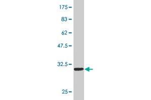 Western Blot detection against Immunogen (34.