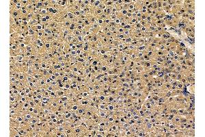 ABIN7095380 and ABIN7099437 at 1/100 staining mouse liver tissue by IHC-P. (VKORC1L1 anticorps)