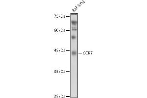 Western blot analysis of extracts of Rat lung, using CCR7 antibody (ABIN7266310) at 1:1000 dilution.