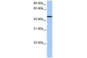 WB Suggested Anti-SAMD14 Antibody Titration: 0. (SAMD14 anticorps  (N-Term))