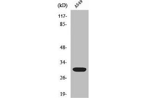Western Blot analysis of HeLa cells using Siah-1/2 Polyclonal Antibody