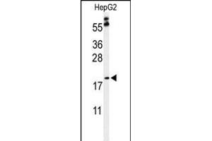 Western blot analysis of PX Antibody (Center) (ABIN653829 and ABIN2843096) in HepG2 cell line lysates (35 μg/lane). (PXMP2 anticorps  (AA 40-68))