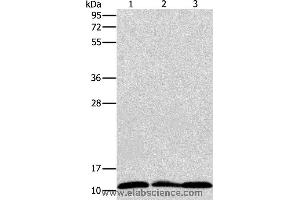 Western blot analysis of Jurkat, K562 and Raji cell, using RPS27 Polyclonal Antibody at dilution of 1:350 (RPS27 anticorps)