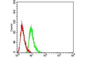 anti-RAB6B, Member RAS Oncogene Family (RAB6B) (AA 95-208) antibody