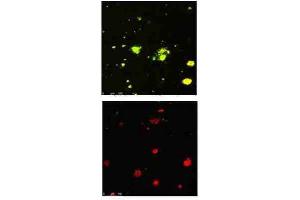 Immunofluorescence Microscopy of Rabbit Anti-beta Amyloid pyro E3 antibody. (APP anticorps  (N-Term))