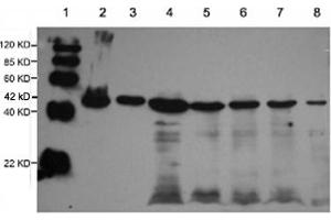 Lane 1: EasyWestern Protein Standard   Lane 2: Rabbit muscular tissue lysateLane 3: Fish tissue lysateLane 4: Cow muscular tissue lysateLane 5: Pig muscular tissue lysateLane 6: Rat brain tissue lysateLane 7: 3T3 cell lysateLane 8: Hela cell lysate Primary antibody: 1 µg/mL Rabbit Anti-alpha-Actin-1 Polyclonal Antibody (ABIN398560) Secondary antibody: Goat Anti-Rabbit IgG (H&L) [HRP] Polyclonal Antibody (ABIN398323, 1: 10,000) (Actin anticorps)