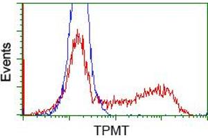 Image no. 1 for anti-Thiopurine S-Methyltransferase (TPMT) antibody (ABIN1501480)