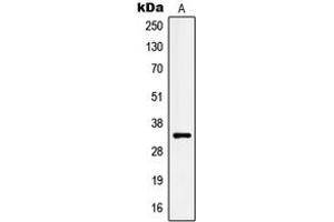 Western blot analysis of Kallikrein 3 expression in LNCaP (A) whole cell lysates.
