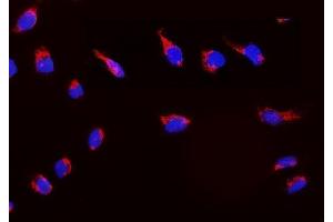 IF analysis of Peroxiredoxin 3 using anti-Peroxiredoxin 3 antibody (ABIN3043904). (Peroxiredoxin 3 anticorps  (AA 110-256))
