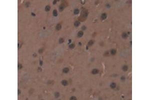 IHC-P analysis of Mouse Tissue, with DAB staining. (RCN2 anticorps  (AA 26-301))
