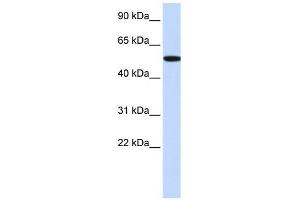 RIPK2 antibody (70R-10459) used at 0. (RIPK2 anticorps  (Middle Region))