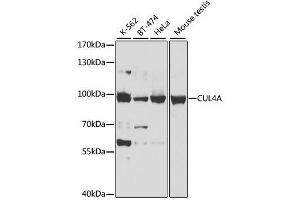 Western blot analysis of extracts of various cell lines, using CUL4A antibody.