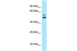 WB Suggested Anti-LTV1 Antibody Titration: 1. (LTV1 anticorps  (C-Term))