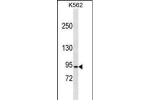 CLCN5 Antibody (N-term) (ABIN1881207 and ABIN2838919) western blot analysis in K562 cell line lysates (35 μg/lane). (Chloride Channel 5 anticorps  (N-Term))