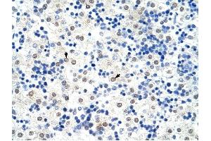 HNRPL antibody was used for immunohistochemistry at a concentration of 4-8 ug/ml to stain Hepatocytes (arrows) in Human Liver. (HNRNPL anticorps  (N-Term))