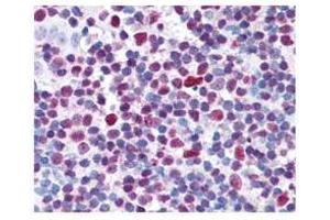 affinity purified anti-CREB pS133 antibody was used at 20 ?