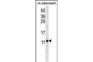 Western blot analysis in mouse stomach tissue lysates (35ug/lane).
