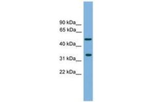Image no. 1 for anti-Craniofacial Development Protein 1 (CFDP1) (AA 215-264) antibody (ABIN6744941) (CFDP1 anticorps  (AA 215-264))