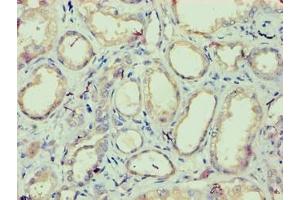 Immunohistochemistry of paraffin-embedded human kidney tissue using ABIN7157146 at dilution of 1:100 (IZUMO4 anticorps  (AA 16-214))