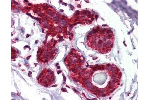 Anti-EIF4EBP1 / 4EBP1 antibody IHC of human breast.