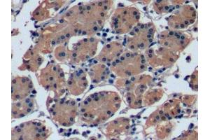 Detection of FGF21 in Human Stomach Tissue using Monoclonal Antibody to Fibroblast Growth Factor 21 (FGF21)