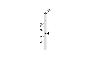 Anti-Mouse Plau Antibody (C-term) at 1:1000 dilution + mouse lung lysate Lysates/proteins at 20 μg per lane. (PLAU anticorps  (C-Term))