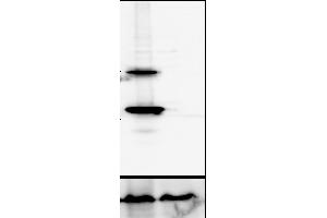 Western Blotting (WB) image for anti-Cathepsin D (CTSD) (C-Term) antibody (ABIN6254163) (Cathepsin D anticorps  (C-Term))