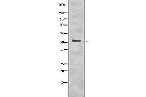 Western blot analysis of Krs-1/2 using NIH-3T3 whole cell lysates (Krs-1/2 anticorps)
