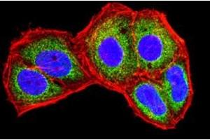 Immunofluorescence analysis of Hela cells using IL1B mouse mAb (green).