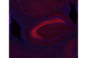 Indirect immunostaining of PFA fixed mouse brain section (dilution 1 : 200; red).