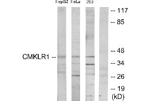 Western blot analysis of extracts from HepG2 cells, HeLa cells and 293 cells, using CMKLR1 antibody. (CMKLR1 anticorps)