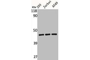 Western Blot analysis of 293 Jurkat A549 cells using BMP-8A Polyclonal Antibody (BMP8A anticorps  (C-Term))