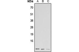 Western blot analysis of GNG13 expression in HeLa (A), Raw264.