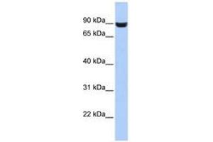 Image no. 1 for anti-Leucine Rich Repeat and Fibronectin Type III Domain Containing 5 (LRFN5) (AA 287-336) antibody (ABIN6741207) (LRFN5 anticorps  (AA 287-336))