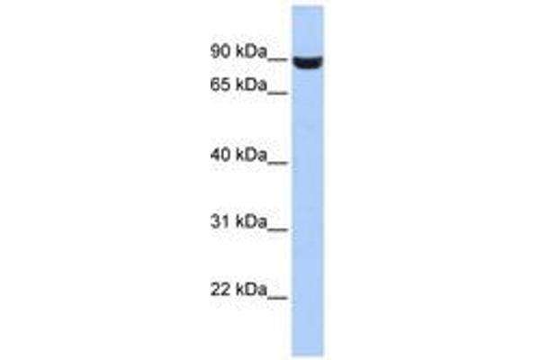 LRFN5 Antikörper  (AA 287-336)