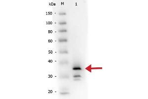 Western Blot of Rabbit anti-Carboxypeptidase B antibody Biotin conjugated. (CPB1 anticorps  (Biotin))