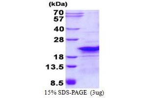 Image no. 1 for Ribosomal Protein L26-Like 1 (RPL26L1) protein (His tag) (ABIN6387044) (RPL26L1 Protein (His tag))