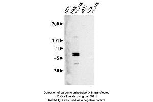 Image no. 2 for anti-Carbonic Anhydrase IX (CA9) (AA 400-500), (C-Term) antibody (ABIN363423) (CA9 anticorps  (C-Term))
