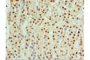 Immunohistochemistry of paraffin-embedded human adrenal gland tissue using ABIN7147368 at dilution of 1:100 (CENPQ anticorps  (AA 131-268))