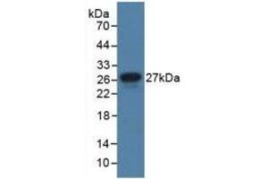 Western blot analysis of recombinant Human JAM1. (F11R anticorps  (AA 64-249))