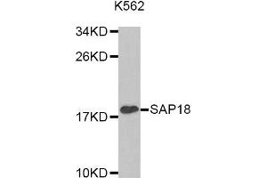Western Blotting (WB) image for anti-Sin3A-Associated Protein, 18kDa (SAP18) antibody (ABIN1874693) (SAP18 anticorps)